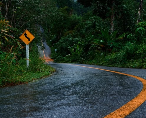 Winding road curves through a lush, green forest.